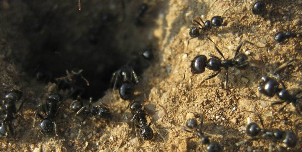 MAUR: Det er nesten ikke til å unngå at mauren bosetter seg utenfor huset eller hytta.