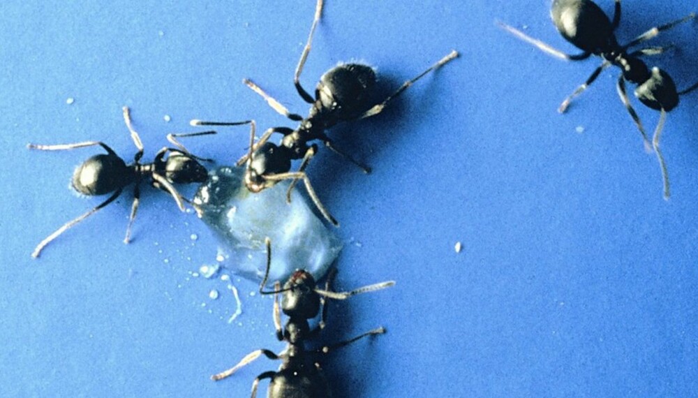 MAUR: Om våren er det for lite næringsrik mat ute, derfor søker mauren seg bort fra maursamfunnet og inn i boliger for å finne energirik føde.
