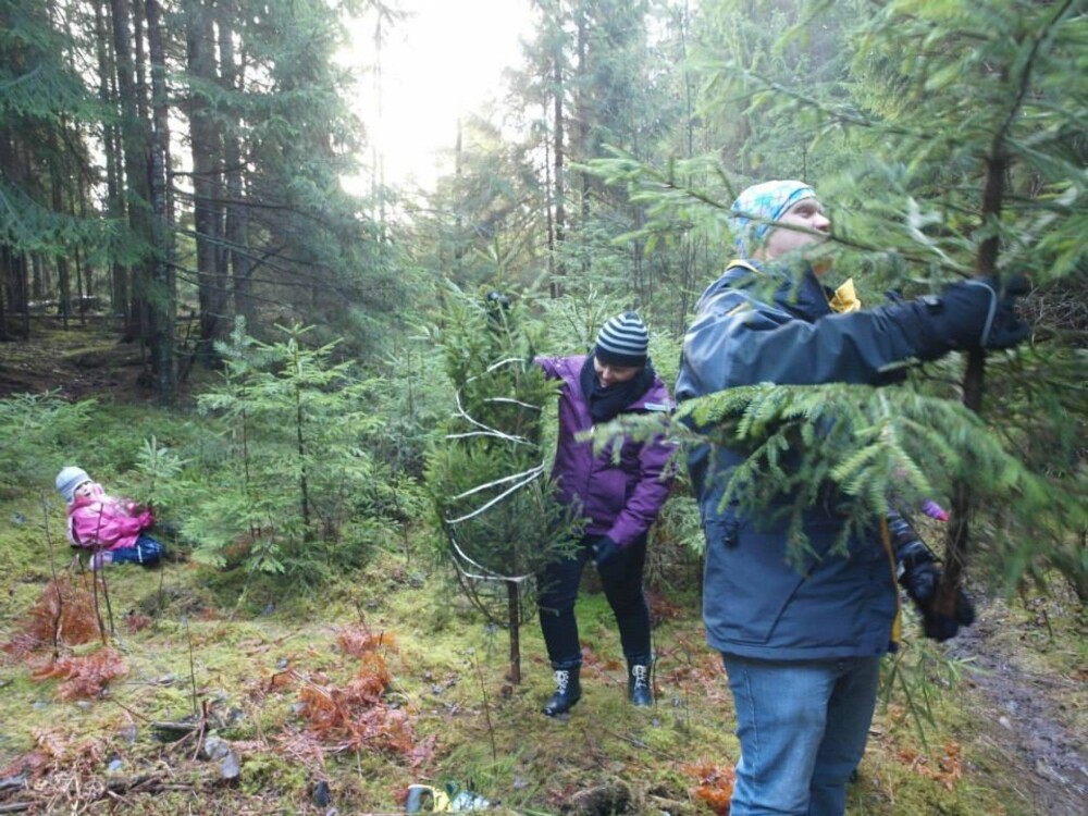 ETT TIL HVER: Lille Mina, mamma June og familievennen Brett fra New Zealand finner trær i alle størrelser hos skogeier Bjoner.