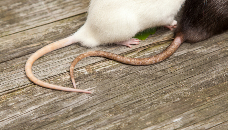 ROTTER OG HUSMUS: Mus finner enkelt veien inn i boligen din, og trenger bare en åpning på 5-6 millimeter. Så lenge den får inn hodet, er det nok. Rotter trenger åpninger på over én centimeter.