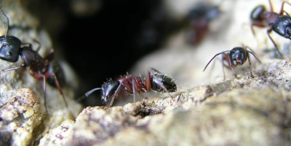 SJELDEN FARLIG: Maur er et vanlig syn inne i norske hus, spesielt om sommeren. Skadedyrsfirmaet Anticimex beroliger med at det sjelden er fare på ferde, du kan vente og se og som oftest forsvinner mauren av seg selv.