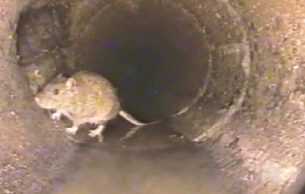 ROTTE I RØR: Det vil alltids finnes rotter i kloakken, men alle kan bidra til å gjøre avløpsrørene mindre attraktive.