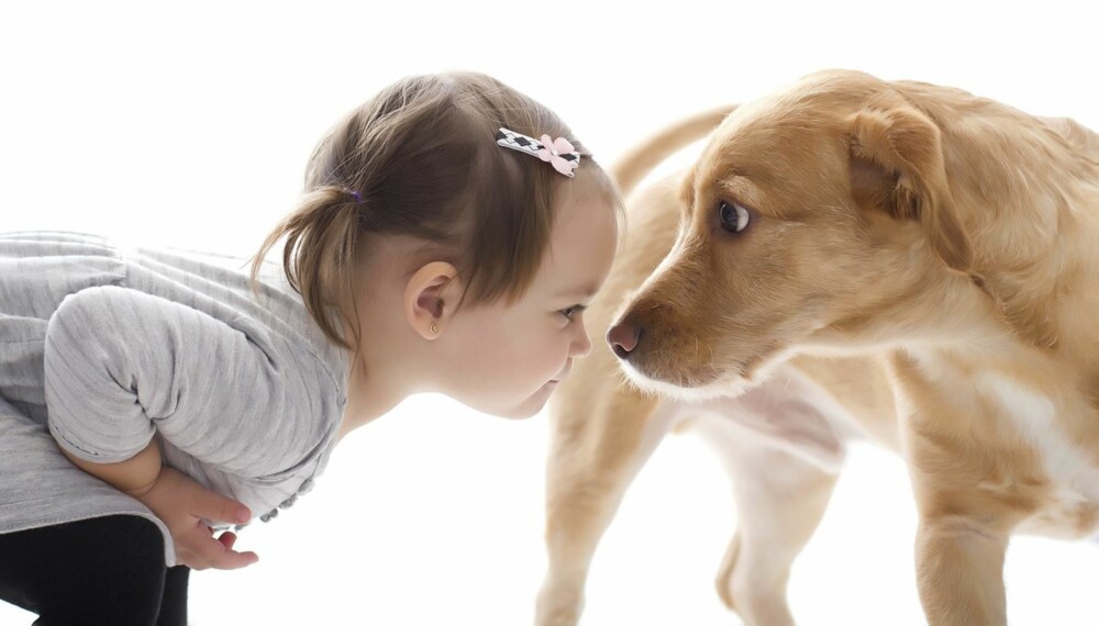 DEMPENDE SIGNALER: For å ha en harmonisk familie med barn og hund er det viktig å lese hundens signaler. Denne jenta oppfører seg for eksempel svært truende ved å stirre hunden inn i øynene. Hunden legger ørene bakover og sperrer opp øynene for å dempe situasjonen.