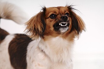 KNURRING: Hunden sier veldig mye før den tyr til knurring eller biting. KNURRING: Hunden sier veldig mye før den tyr til knurring eller biting.