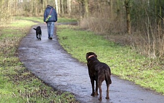 FRYSE: Når du vil ha med deg hunden og den bare stopper opp kan det hende den prøver å dempe maset ditt, ikke være vrang. FRYSE: Når du vil ha med deg hunden og den bare stopper opp kan det hende den prøver å dempe maset ditt, ikke være vrang.
