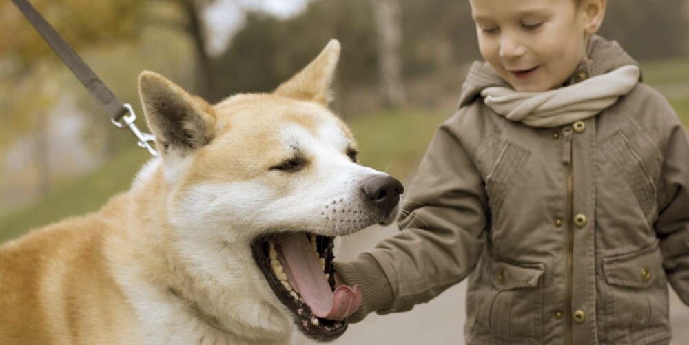 DEMPET SIGNAL: Det er ikke alle signaler hunden gir som betyr det du tror. Denne hunden gjesper for eksmpel fordi den er usikker på gutten.