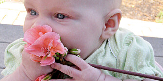 IKKE SPIS BLOMSTER: Noen blomster er giftige. Hvis barnet har spist på en blomst så sjekk med giftinformasjonen.