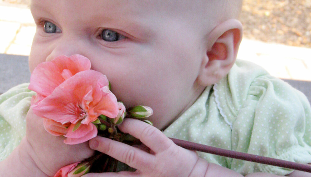 IKKE SPIS BLOMSTER: Noen blomster er giftige. Hvis barnet har spist på en blomst så sjekk med giftinformasjonen. IKKE SPIS BLOMSTER: Noen blomster er giftige. Hvis barnet har spist på en blomst så sjekk med giftinformasjonen.
