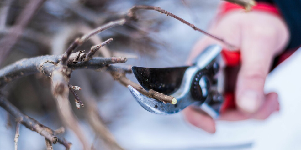 KLIPP RIKTIG: Husk å lage rene kutt med saksen når du klipper.