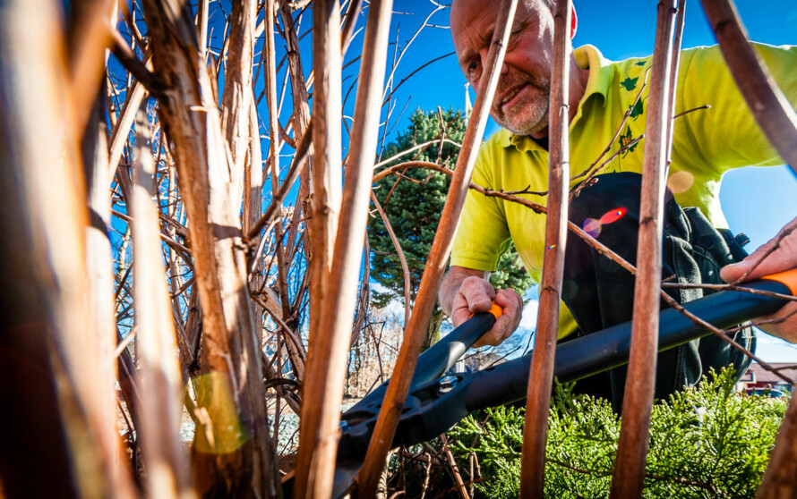 KLIPP HELT NED: Når du beskjærer en prydbusk skal du tynne ut, ikke kappe av på lengden, råder gartner Per Kristiansen.