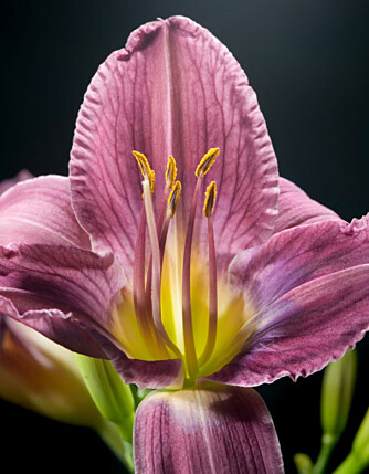 KORTVARIG GLEDE: De vakre dagliljene (Hemrocallis) blomstrer kort, men er vakre og sykdomsherdige.
