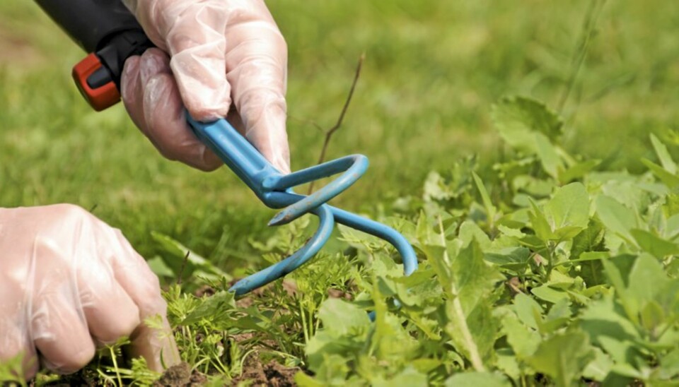 JEVNLIG VEDLIKEHOLD: En ugressfri plen krever at du følger med på plenen.