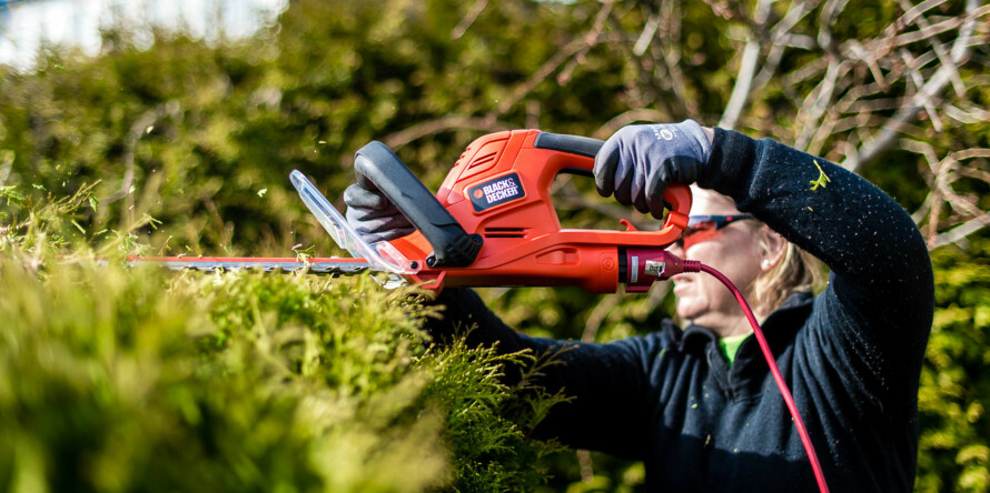 HOLD HØYDEN NEDE: En tuja kan bli veldig høy hvis du lar den vokse fritt. Skal den fungere som hekkplante, må du klippe toppen på den hvert år etter at den har nådd ønsket høyde, sier gartner Kjersti Bergerud i firmaet Grønt Grep AS.