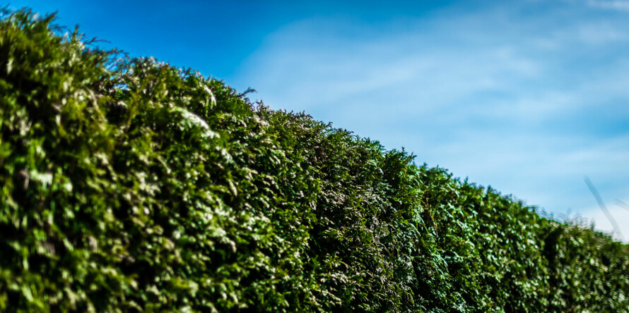 VELFRISERT HEKK: En tujahekk skal etter beskjæring se mer og mindre sånn ut.