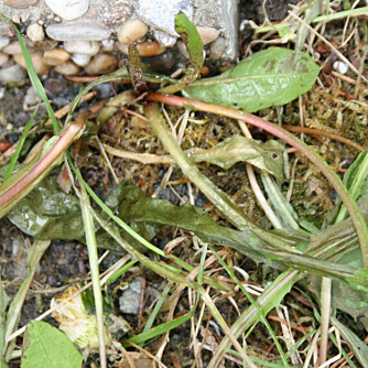 Ugressmiddel plantasjen Ugressmiddel plantasjen