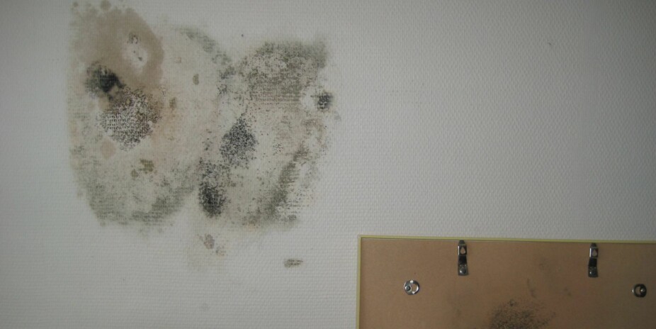 BAKSIDEN AV BILDET: Kondens og muggsopp i maling, lim og sparkel bak bilde som henger på kald murvegg.