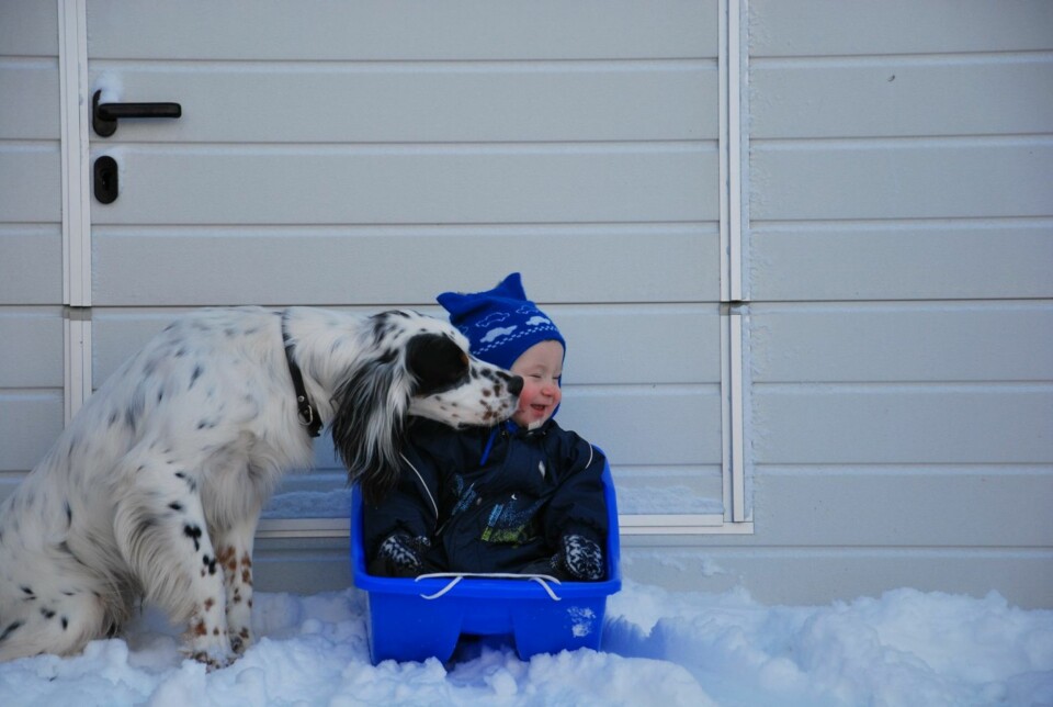 GLAD I NÆRHET: Stegg og Emil koser seg i snøen.