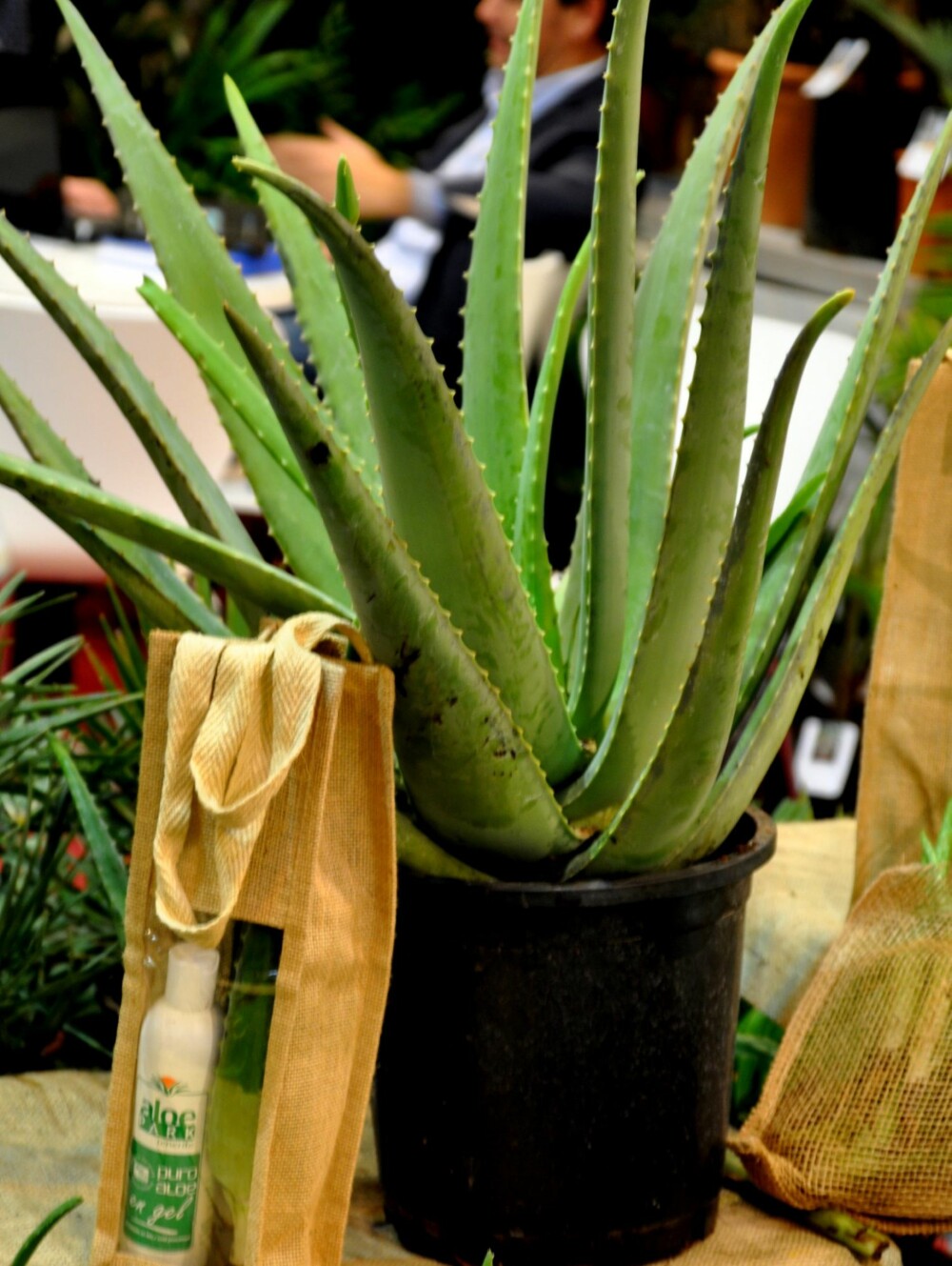 MEDISINPLANTEN: Aloe Vera er et trygt valg for deg som ikke har tid til plantene dine.