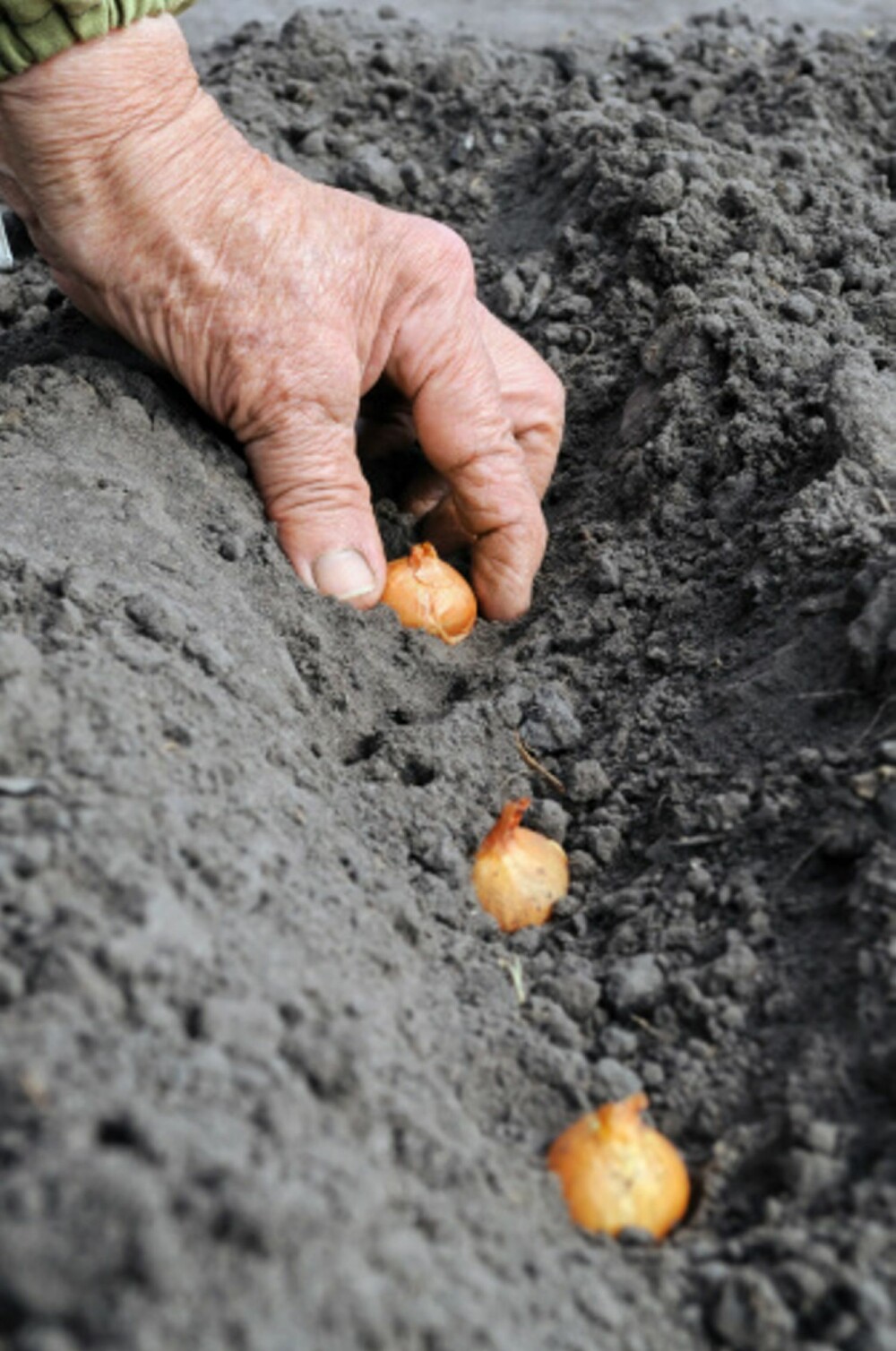 TID FOR Å PLANTE: Høsten er en fin tid for å plante løk.