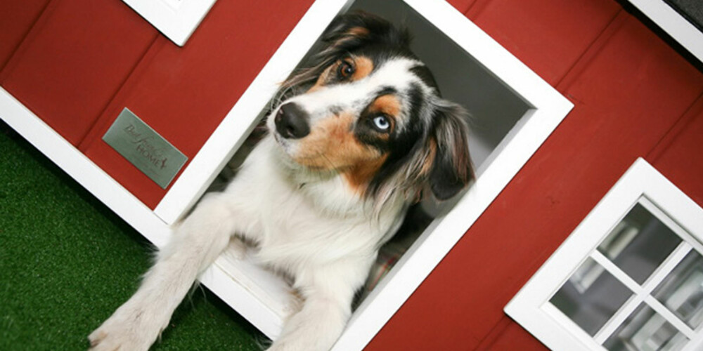 LUKSUSBOLIG: Er hunden din av den tradisjonelle typen, vil den nok trives i dette huset. LUKSUSBOLIG: Er hunden din av den tradisjonelle typen, vil den nok trives i dette huset.