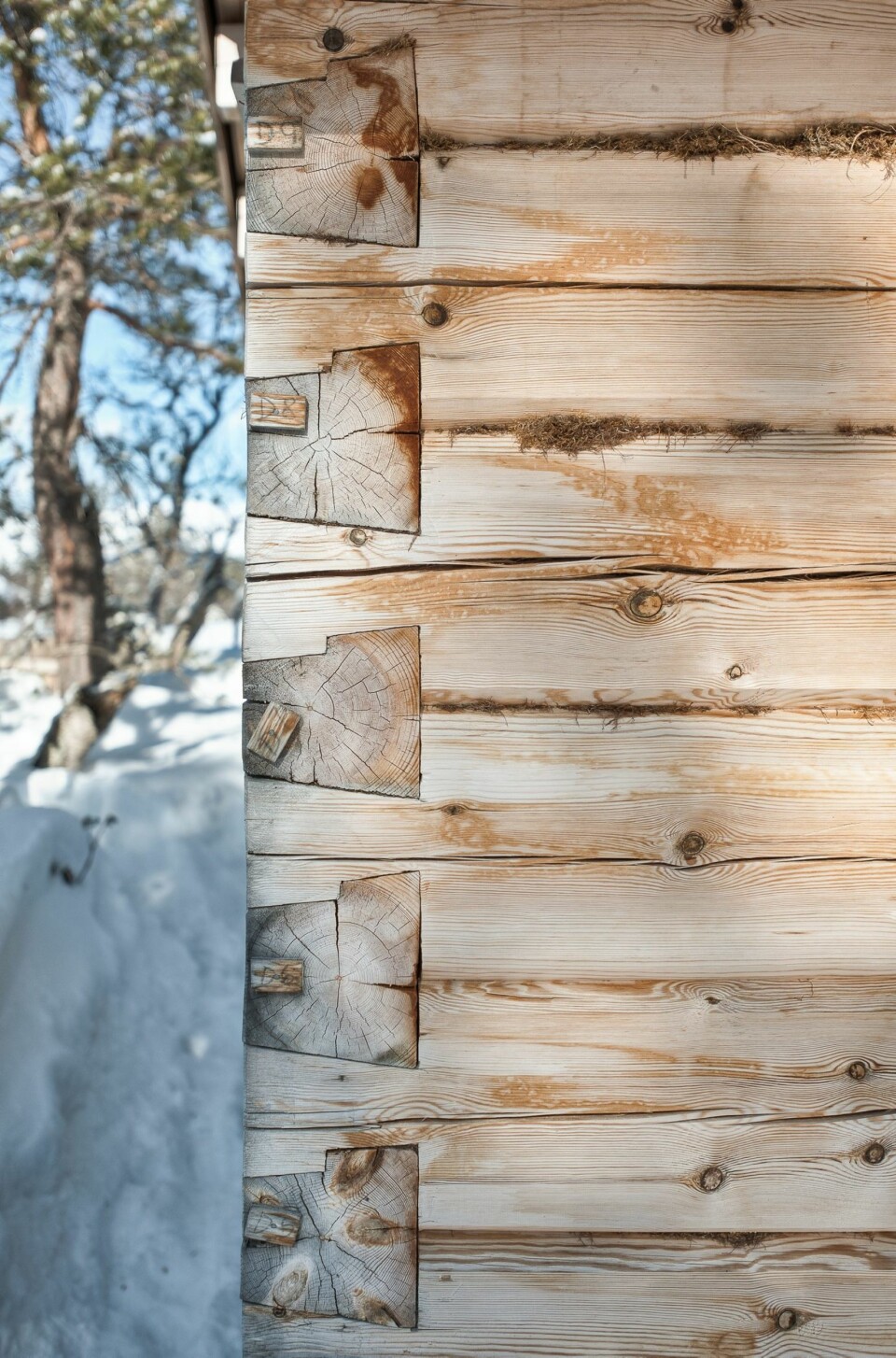 BYGGEKUNST PÅ FJELLETt: På denne måten er laftekassen bygget opp og isolert med mose i hjørnene og mellom tømmerstokkene. Den spesielle lafteteknikken heter sinklaft, som er mye brukt blant annet på Røros og på gamle setre nær hytta.