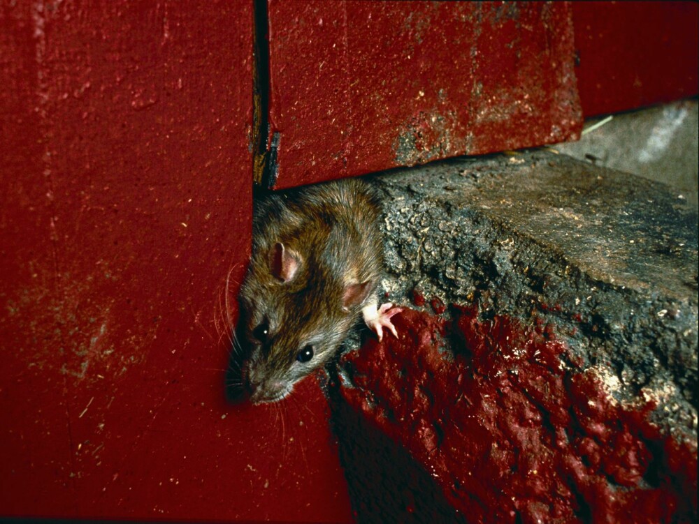 ROTTEHULL: Åpninger og glipper i ytterkledningen er yndede steder for rottene å ta seg inn i en bolig.
