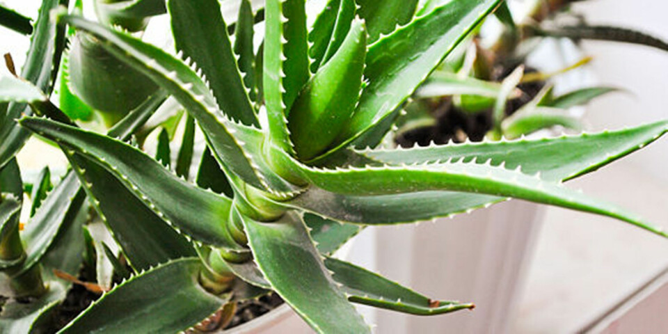 ALOE VERA: 'Alle' kan få denne til å trives hjemme - det kreves minimalt med innsats.
