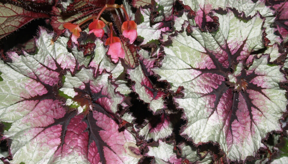 BEGONIA REX: Det kongelige navnet har denne planten fått på grunn av sine fargerike blader.