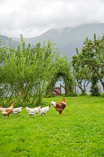 UT PÅ TUR: I hønsehuset samler en staselig hane sine seks fjærkledde hustruer – og på rekke og rad spankulerer de ut i det våte gresset. Forbi busker, blomster, trær og stauder. 