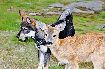 SØSKEN: Rådyret Roger og blandingshunden Arja har tilsynelatende ikke lagt merke til at de er forskjellige arter, men er sammen som søsken.