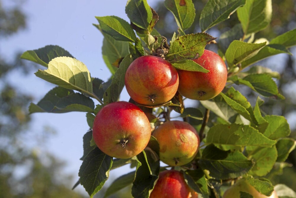 FRODIG FRUKT: Innsatsen ved å beskjære og tynne ut epletrærne nå, er mye frukt til høsten.