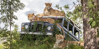 EKSOTISK: I Dyreparken kan du studere de majestetiske løvene på nært hold.