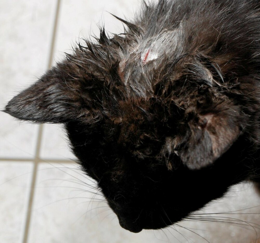 SLÅTT I HODET: Katten Veolia ble i november funnet dumpet i en container sammen med åtte døde katter som var msihandlet til døde. Mirakuløst nok overlevde hun.