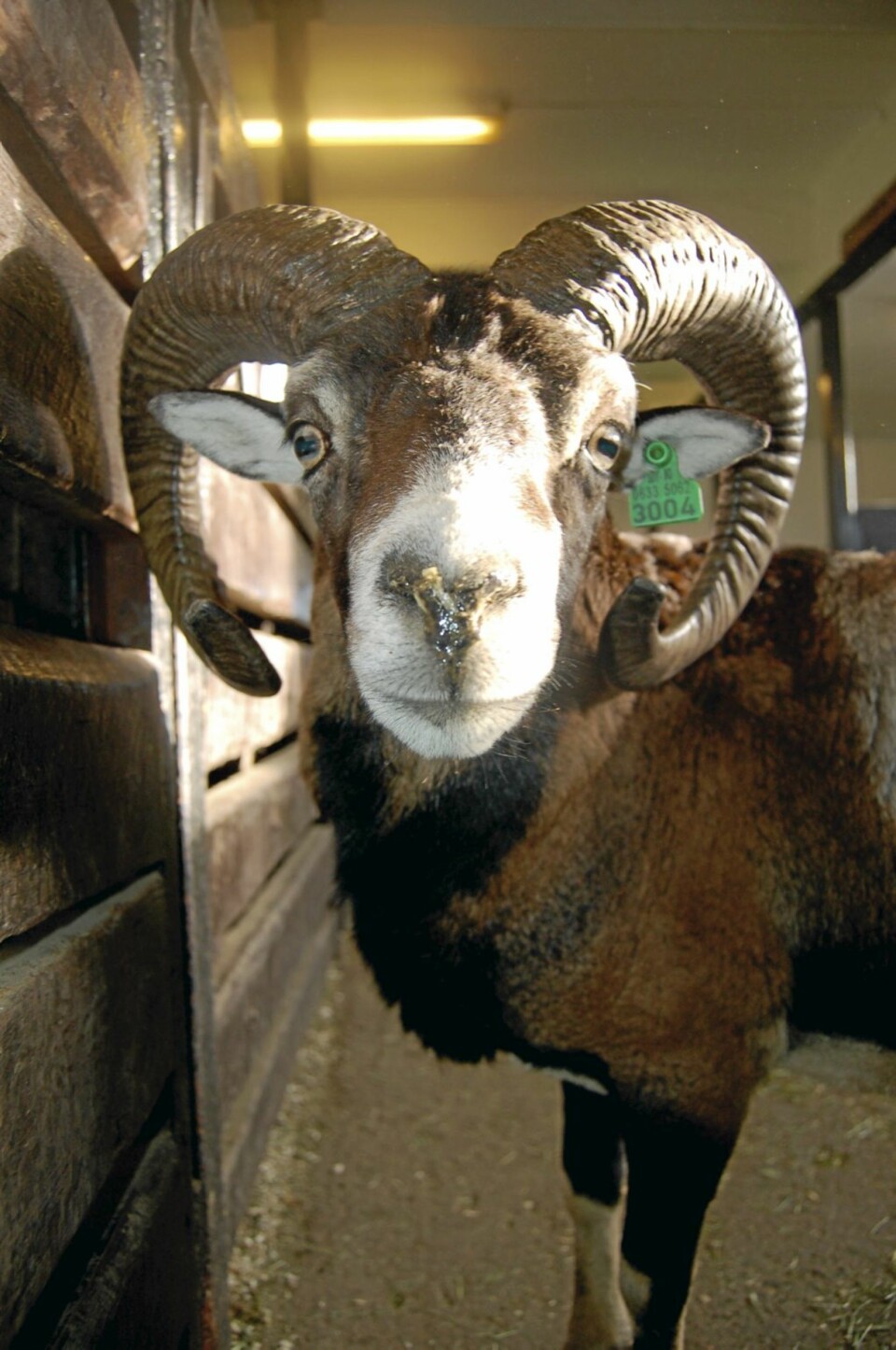 SPRETTEN OG NYSGJERRIG: 50 mouflon-sauer minner oss om at husdyrene har endret seg.