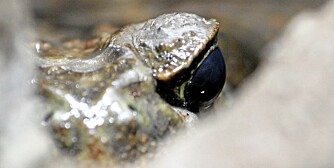 Øyet til en agapadde som stirrer på deg i våtmarksavdelingen, som for øvrig ble åpnet av kronprinsesse Victoria for et par år siden.