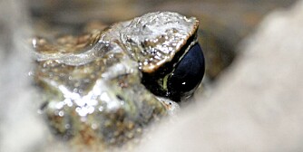 Øyet til en agapadde som stirrer på deg i våtmarksavdelingen, som for øvrig ble åpnet av kronprinsesse Victoria for et par år siden. Øyet til en agapadde som stirrer på deg i våtmarksavdelingen, som for øvrig ble åpnet av kronprinsesse Victoria for et par år siden.