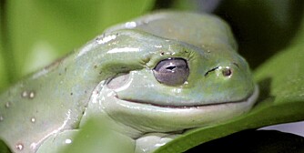 Den grønne trefrosken fra Australia ser nesten ut som et leketøy, men den er i høyeste grad levende. Du opplever den i Nordens Ark. Den grønne trefrosken fra Australia ser nesten ut som et leketøy, men den er i høyeste grad levende. Du opplever den i Nordens Ark.