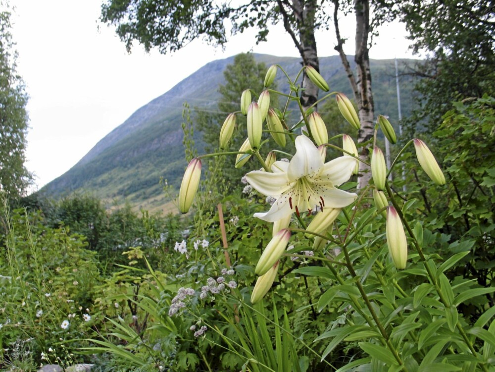 HAGE MED SPENST: Kritthvite, store og robuste vekster og andre grønne attraksjoner kler den praktfulle Nord-norske naturen. Tord har hele bed med bare hvite blomster. De er arbeidsbesparende.