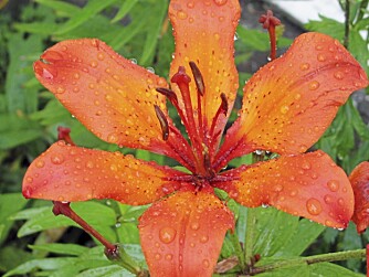 KULT MED "GAMMELDAGSE" PLANTER: Klassiske,  fargeprakende planter hører hjemme i Tords kreative miks. Her står oransje mot store,  kritthvite bed.