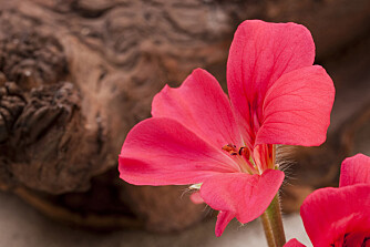 Fine farger: Det finnes mange sorter pelargonia. Blomsten er flott i klare farger.
