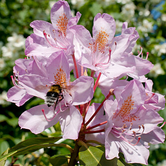 Stor og fin: Rhododendronen din blir stor og fin hvis du får den til å trives.
