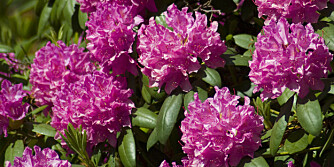 Flott busk: Rhododendron er en populær busk i norske hager.
