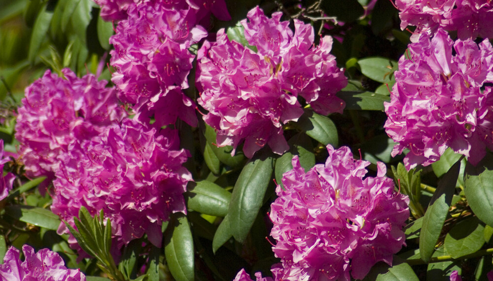 Flott busk: Rhododendron er en populær busk i norske hager.