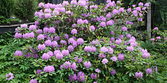 LIKER LAV PH-VERDI: Rhododendronbusken er en kjent gjenganger i norske hager og en plante som trives med lav pH-verdi i jorda. Men mange andre planter klarer ikke å ta til seg næring hvis pH-verdien er for lav.