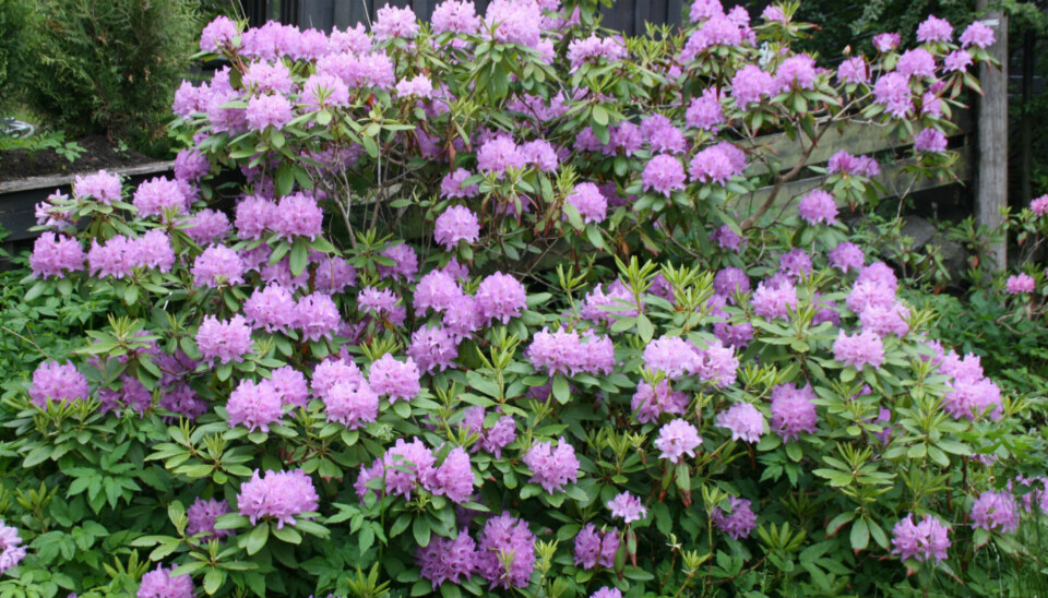 LIKER LAV PH-VERDI: Rhododendronbusken er en kjent gjenganger i norske hager og en plante som trives med lav pH-verdi i jorda. Men mange andre planter klarer ikke å ta til seg næring hvis pH-verdien er for lav.