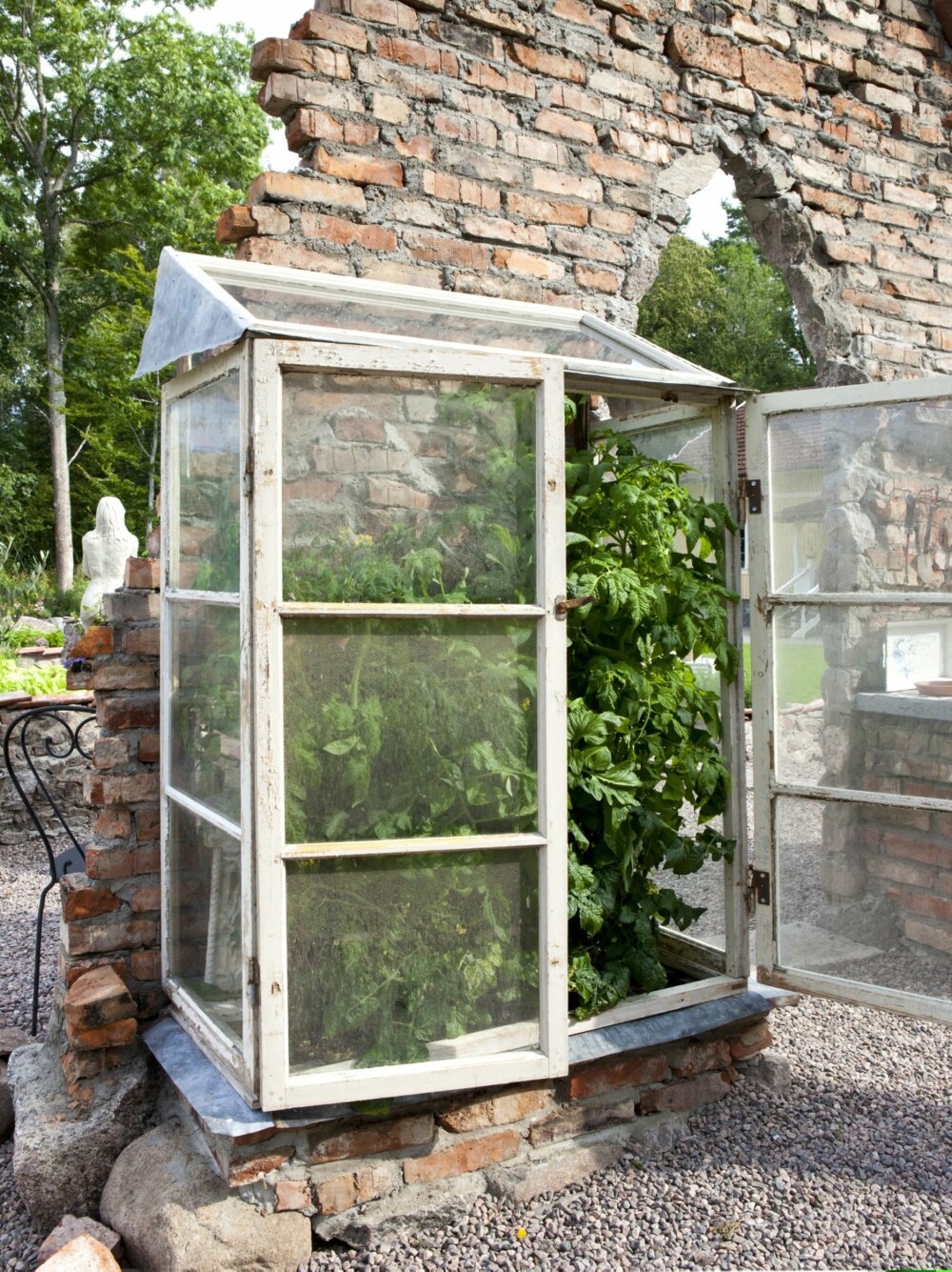 I LE: Mindre hardføre planter står i drivhuset, som er bygd av fem gamle vinduer og en sinkplate. Akkurat nå vokser tomater og chili her.