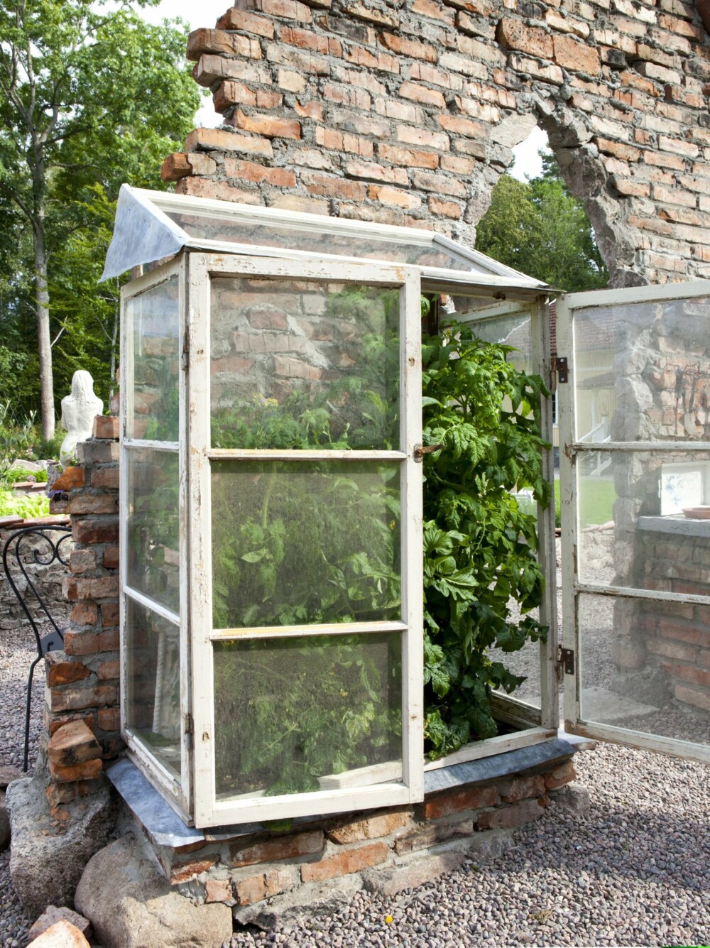 I LE: Mindre hardføre planter står i drivhuset, som er bygd av fem gamle vinduer og en sinkplate. Akkurat nå vokser tomater og chili her. I LE: Mindre hardføre planter står i drivhuset, som er bygd av fem gamle vinduer og en sinkplate. Akkurat nå vokser tomater og chili her.
