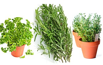 ANVENDELIGE: Persille, rosmarin og timian er også vanlige urter å dyrke selv.