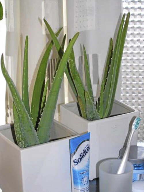 MEDISIN? Aloe-planter trives med litt lys og litt fukt, perfekte forhold dersom man har et vindu på badet.