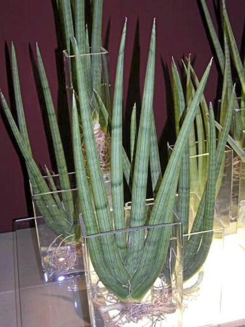 SVIGERMORS TUNGE: Ekkelt navn, men artig - litt kaktusaktig - plante.